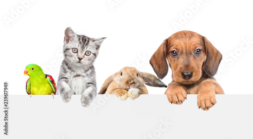Group of pets  over empty white banner. isolated on white background. Space for text