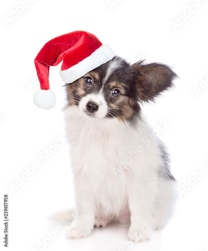 Papillon puppy in red christmas hat. isolated on white background