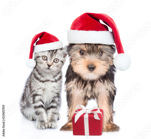 Kitten and puppy in red christmas hats with gift box. isolated on white background