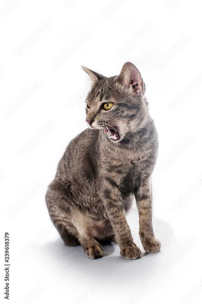 Fototapeta premium cat isolated in white background