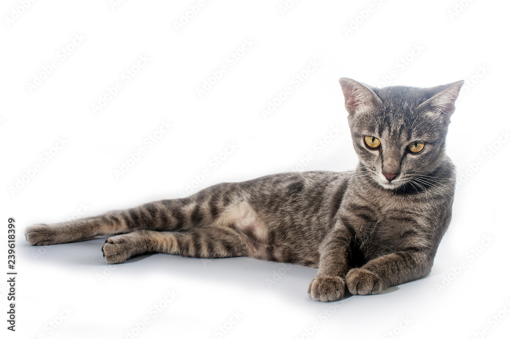 cat isolated in white background