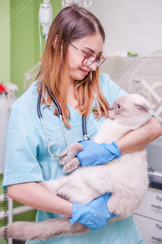 Fototapeta Naklejka Na Ścianę i Meble -  Young female doctor veterinarian is holding cute white cat on hands at vet clinic