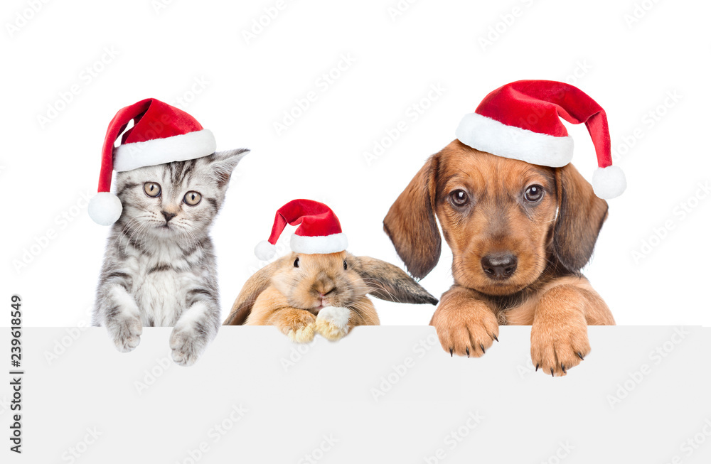 Cat,dog and rabbit in red christmas hats over empty white banner. isolated on white background. Empty space for text