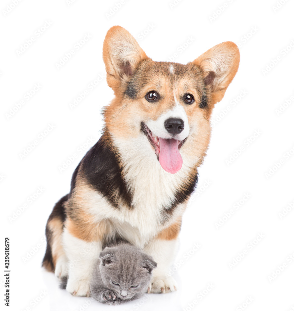 Pembroke Welsh Corgi puppy hugging tiny kitten. isolated on white background