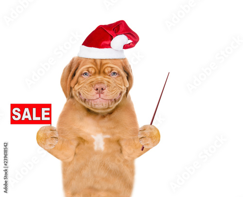 Smiling puppy  in red christmas hat with sales symbol and pointing away. isolated on white background © Ermolaev Alexandr