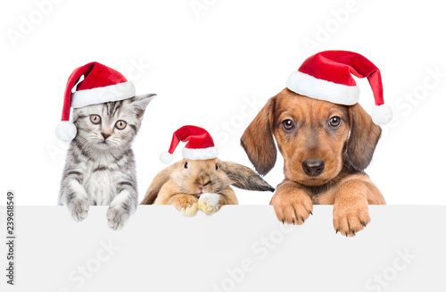 Cat,dog and rabbit in red christmas hats over empty white banner. isolated on white background. Empty space for text © Ermolaev Alexandr