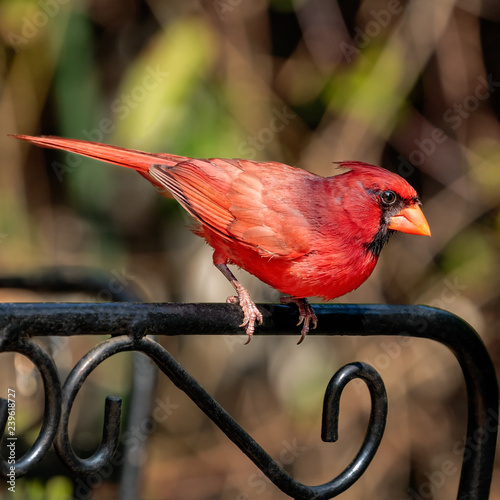 Male Northern Cardinal