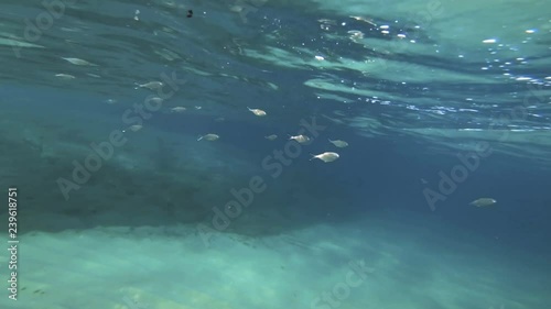 Wallpaper Mural scuba diving underwater fish 4k Torontodigital.ca