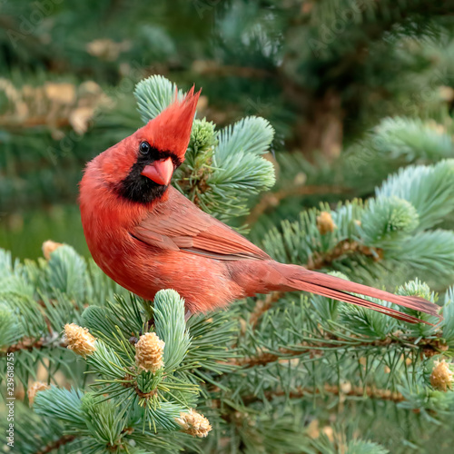 Male Northern Cardinal