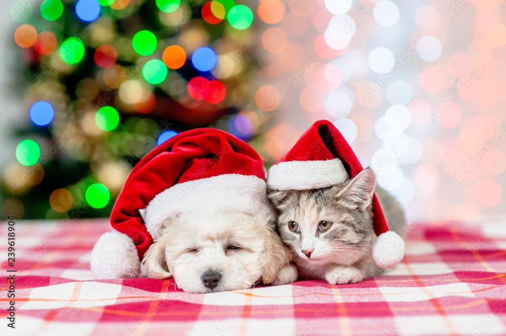 Sad kitten and bichon frise puppy in red santa hats with Christmas tree on a background Sad kitten and bichon frise puppy in red santa hats with Christmas tree on a background