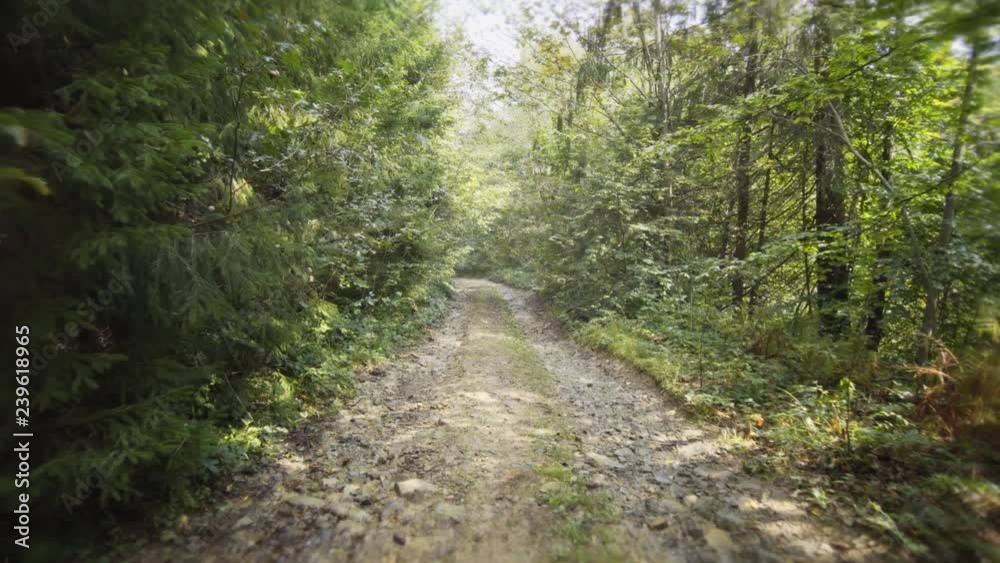 FPV. Hike along an unpaved track through forests FPV. Hike along an unpaved track through forests