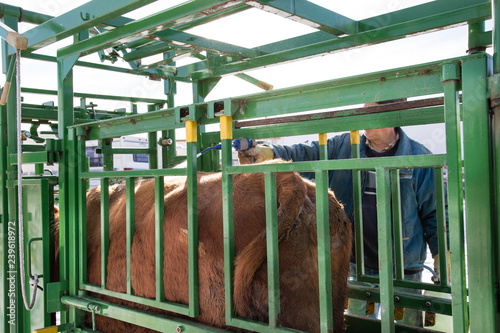 cow being sprayed