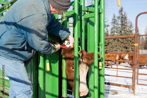 farmer giving an ear tag