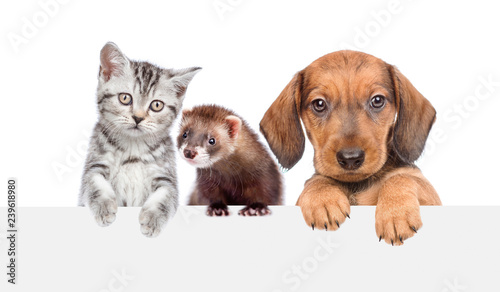 Cat, dog and ferret over white banner. isolated on white background