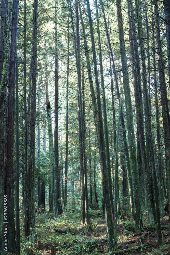 View of forest floor foliage with giant trees; tall trees in a green forest View of forest floor foliage with giant trees; tall trees in a green forest