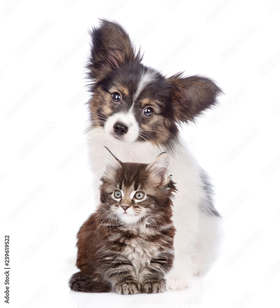 papillon puppy with maine coon kitten sitting together. isolated on white background