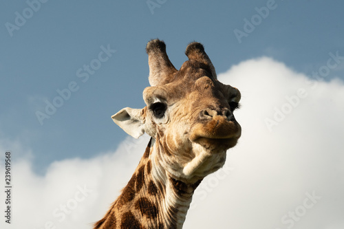 Photography Giraffe face