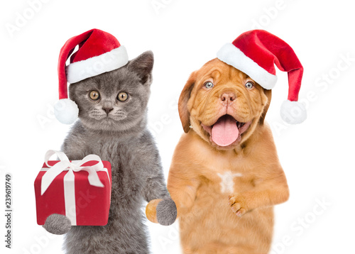 Funny cat and dog in red christmas hats with gift box. isolated on white background © Ermolaev Alexandr