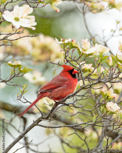 Male Northern Cardinal