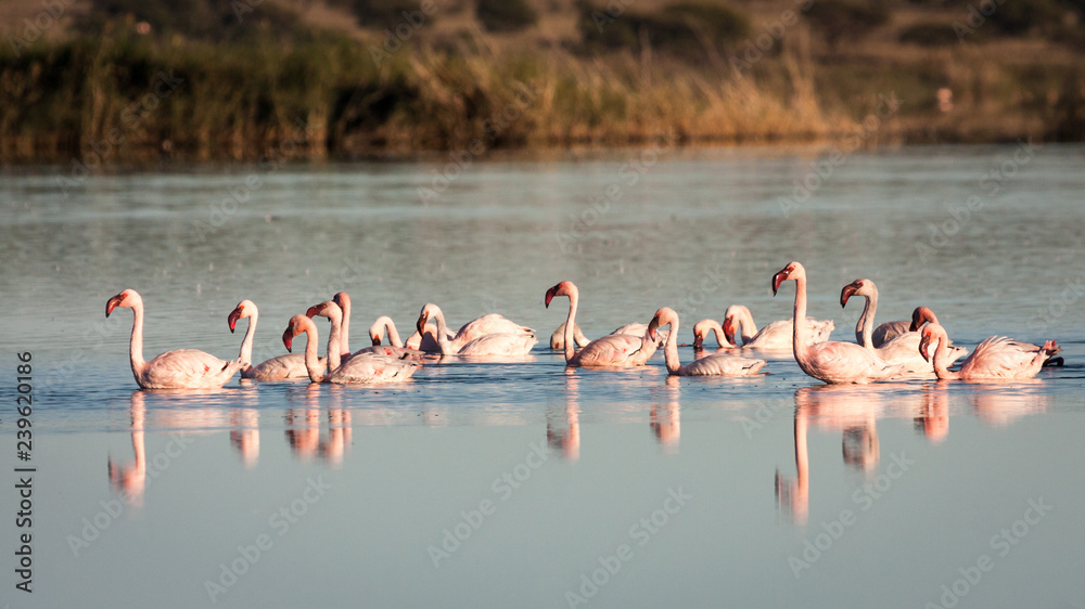 Fototapeta premium Group of endangered Lesser Flamingoes feeding in a shallow mudflat.
