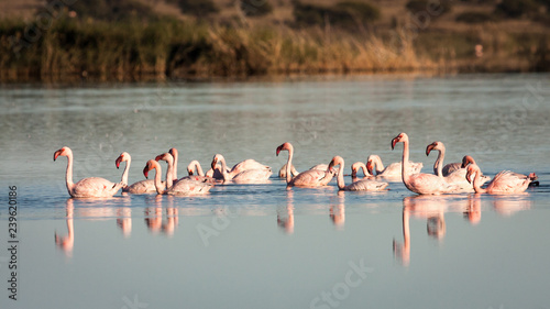 Group of endangered Lesser Flamingoes feeding in a shallow mudflat.