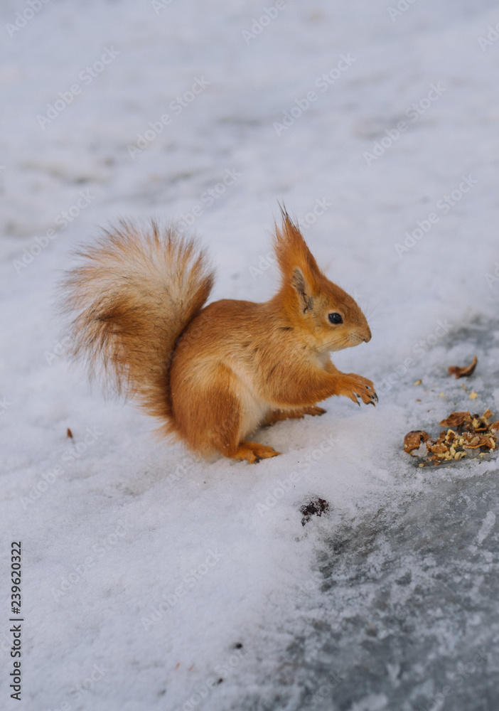 Squirrel is eating nuts. Young squirrel in the winter park