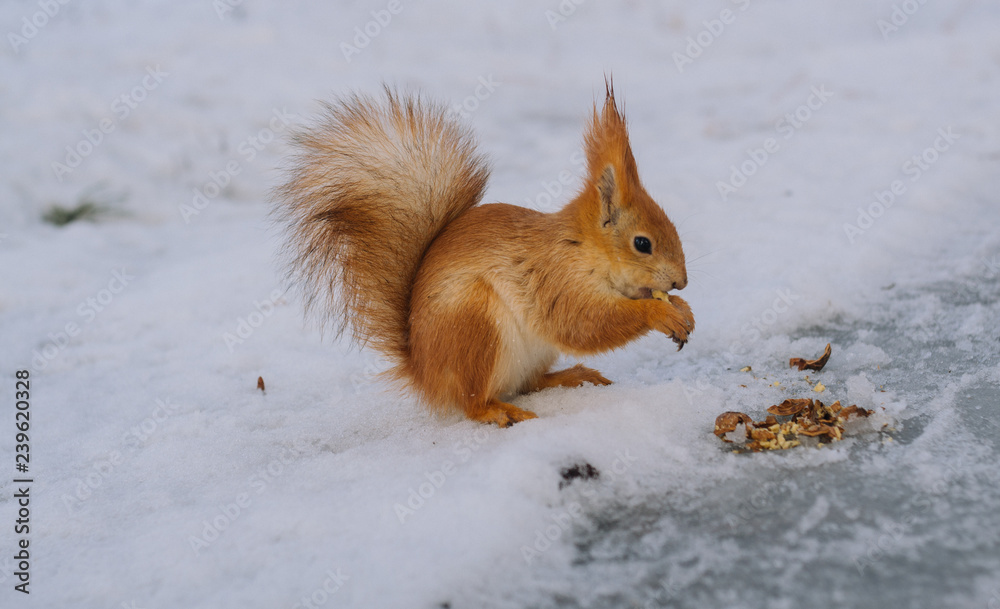 Small squirrel is sitting on the ground and eats nut. Young rodent in the winter park. Small squirrel is sitting on the ground and eats nut. Young rodent in the winter park.