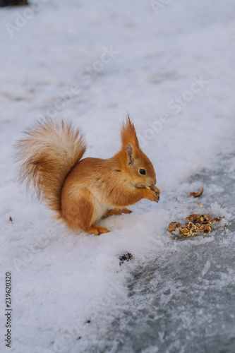 Small squirrel is sitting on the ground and eats nut. Young rodent in the winter park. 