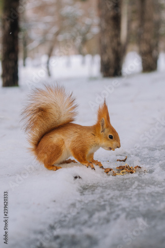 Small squirrel is sitting on the ground and eats nut. Young rodent in the winter park.	