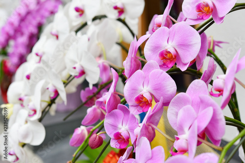 Beautiful orchids photo