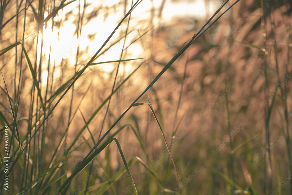 Fototapeta premium Tree Leaves bokeh for nature background and save green concept,abstract,soft and blur focus