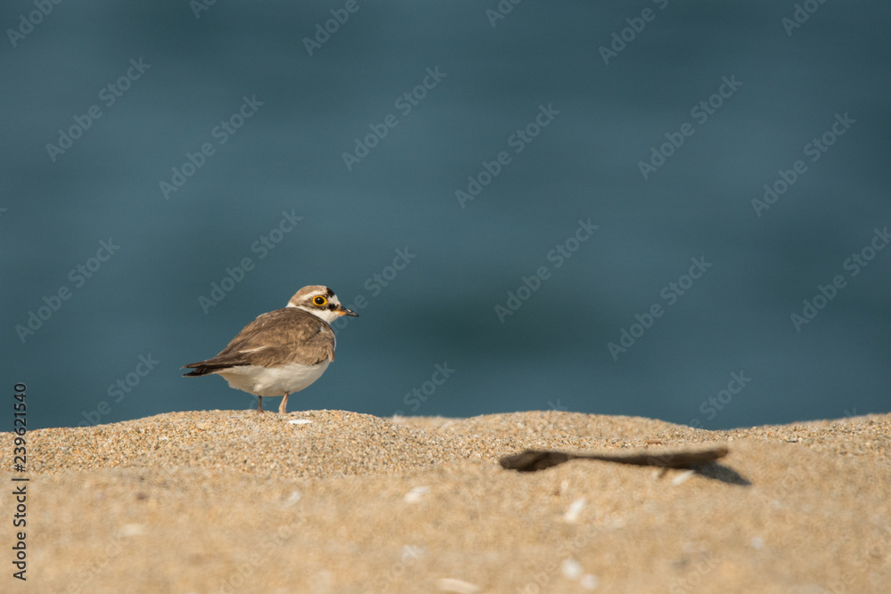 Little Ringed Plover / Charadrius dubius