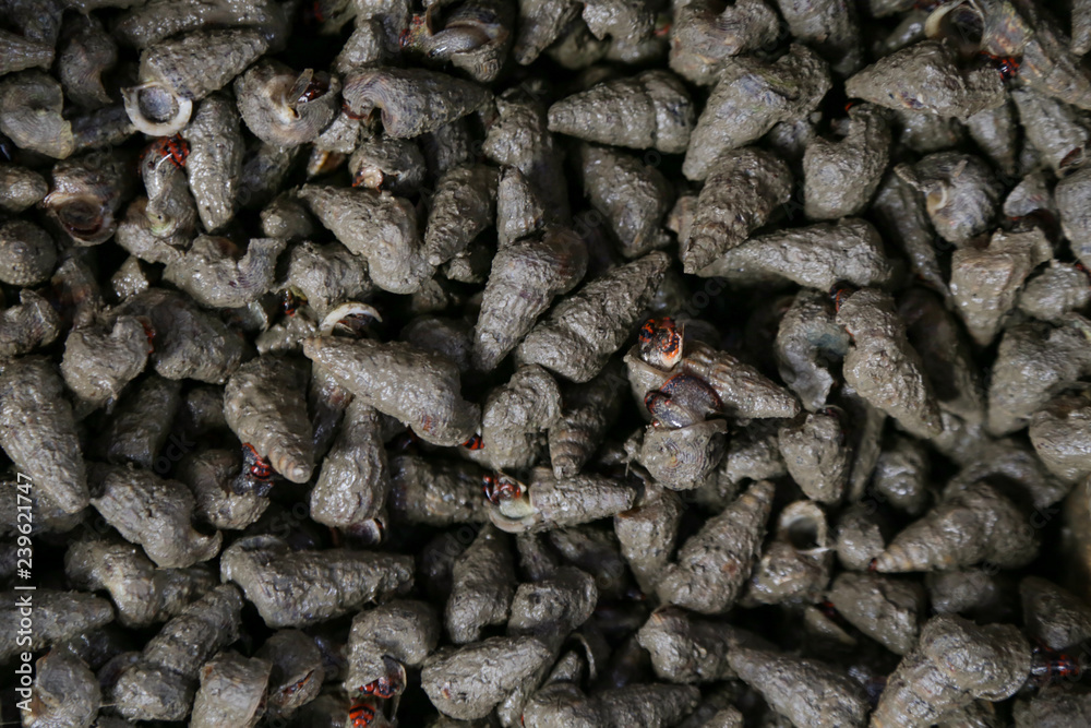 Black periwinkles at a local fish market Black periwinkles at a local fish market