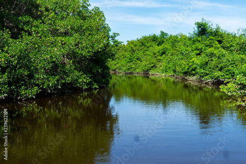 Manglar Tecolutla