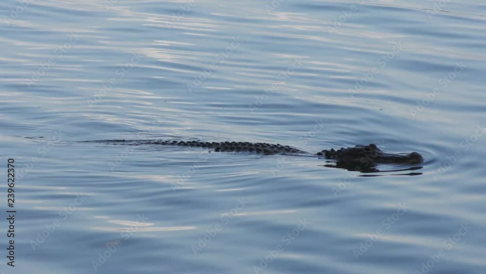 american alligator swims in Florida lake american alligator swims in Florida lake