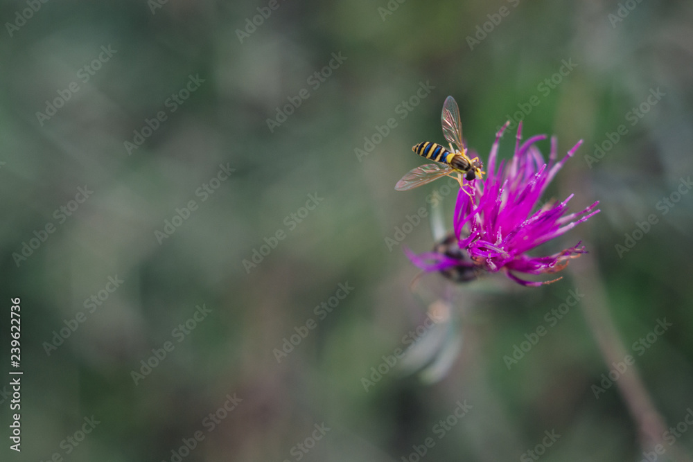 Fototapeta premium Bee on a plant. the bee sits and collects pollen