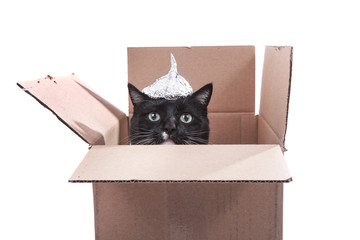 Cat in a cardboard box wearing a foil hat