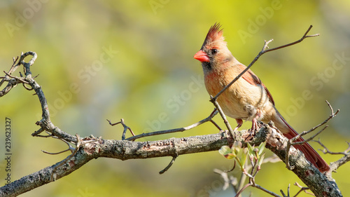 Female Northern Cardinal