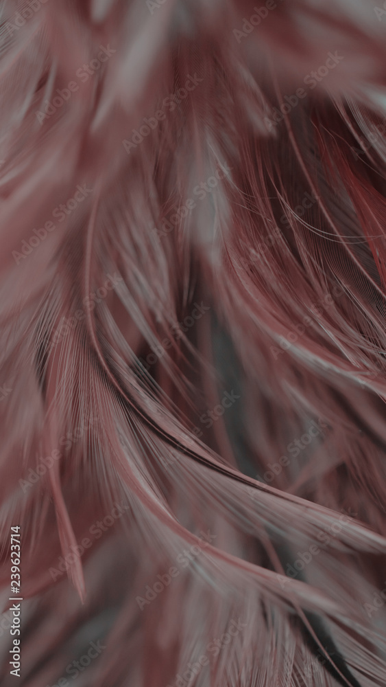 Blur Bird chickens feather texture for background, Fantasy, Abstract, soft color of art design. Blur Bird chickens feather texture for background, Fantasy, Abstract, soft color of art design.