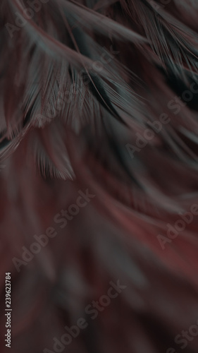 Blur Bird chickens feather texture for background, Fantasy, Abstract, soft color of art design.