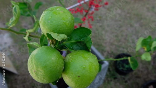 Three lemons are on the tree after morning watering.
