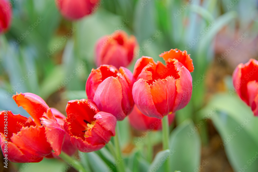 Tulips flower in the garden.