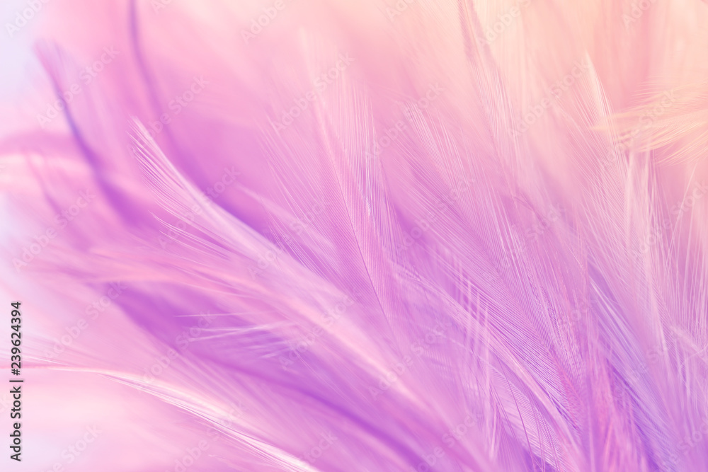 Pastel colored of chicken feathers in soft and blur style for the background Pastel colored of chicken feathers in soft and blur style for the background