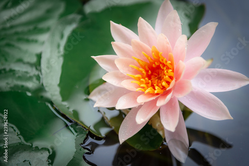 Lotus in pond nature background.