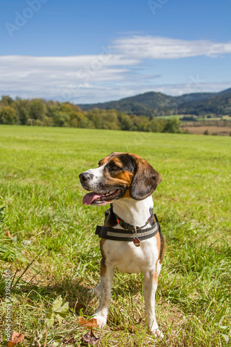 Beagle sitzt auf einer grünen Wiese