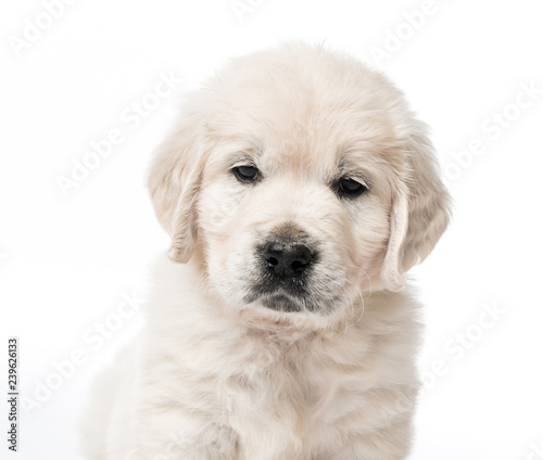 Closeup of golden retriever puppy isolated