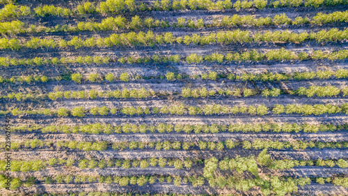 Eucalyptus forest from the top