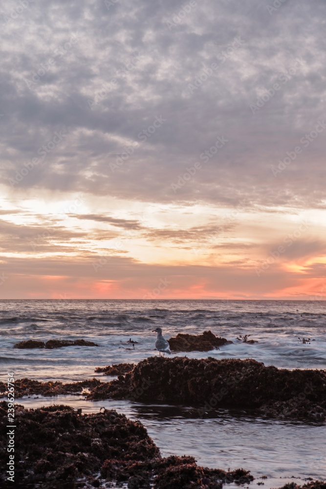 Fototapeta premium Bird watching the Sunset
