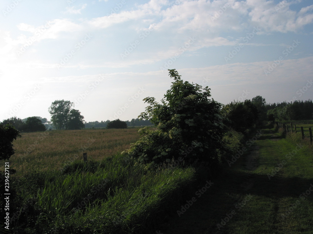 Obraz premium Heidkate Sommer