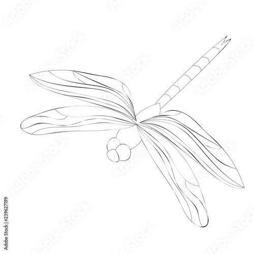 vector, isolated, dragonfly sketch, insect